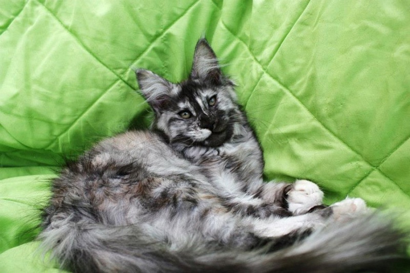 Angel Spirit Voodoo Queen - maine-coon