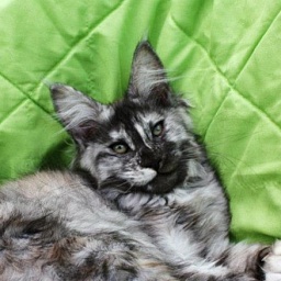 Angel Spirit Voodoo Queen