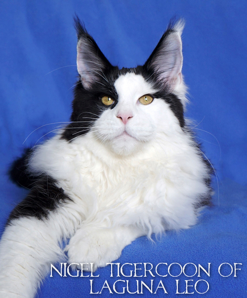 Tigercoon Nigel of Laguna Leo - мейн-кун