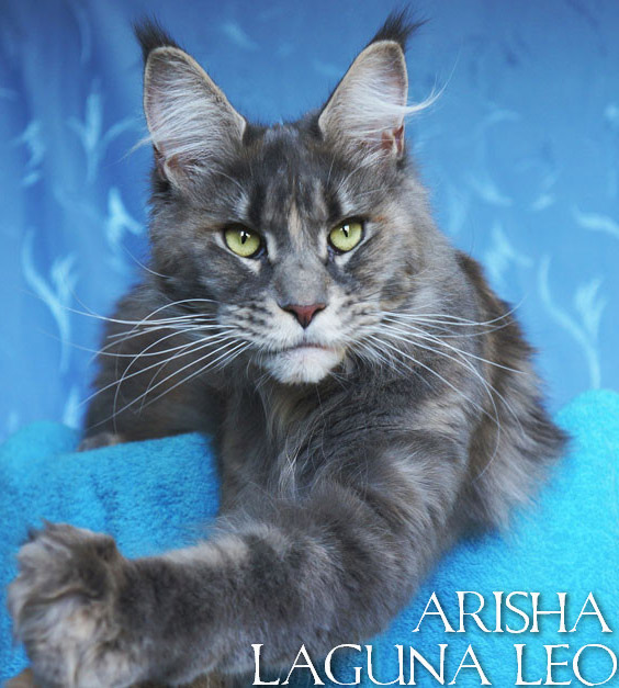 Arisha Laguna Leo - maine-coon