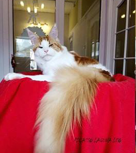 Picasso Laguna Leo - мейн-кун