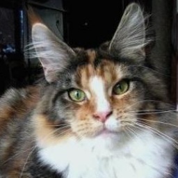 Pillowtalk's Octavia