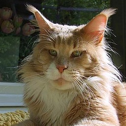 Justcoon's Keep Smiling