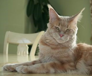 Langstteich's S'Rapid - maine-coon