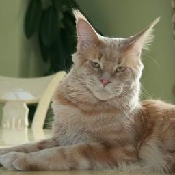 Langstteich's S'Rapid