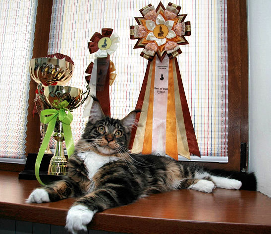 Pillowtalk's Energy of Live - мейн-кун 13.05.09