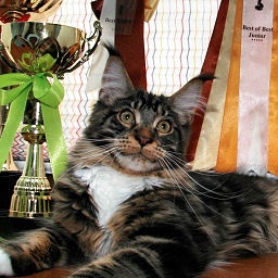 Pillowtalk's Energy of Live