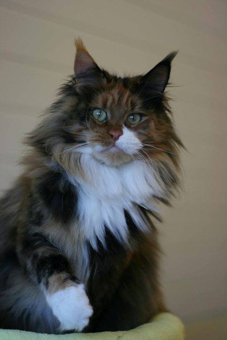 Respectcoon Dolce Vita - мейн-кун