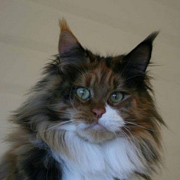 Respectcoon Dolce Vita