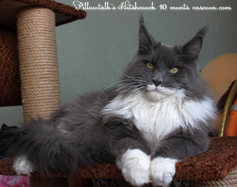 Pillowtalk's Hitchcock - maine-coon