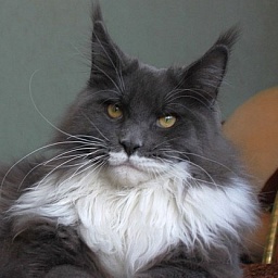 Pillowtalk's Hitchcock