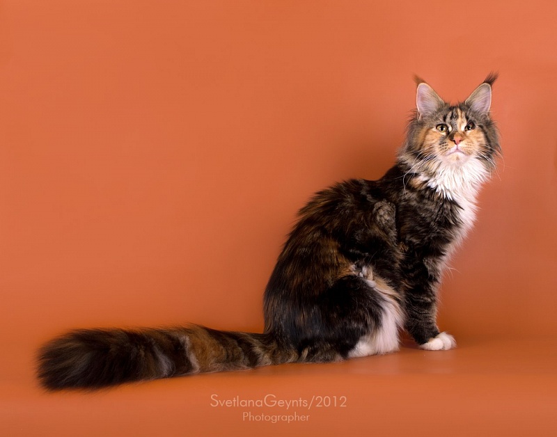 Vilarcoon Isotta - мейн-кун