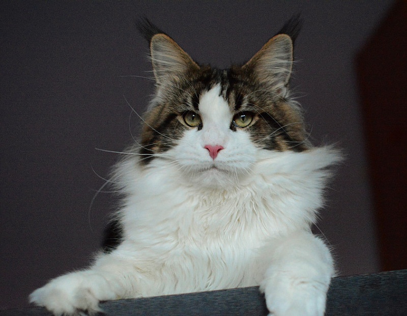 Rascoon Zabar - мейн-кун 18.04.15