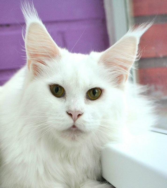 Great Pride Bella - мейн-кун