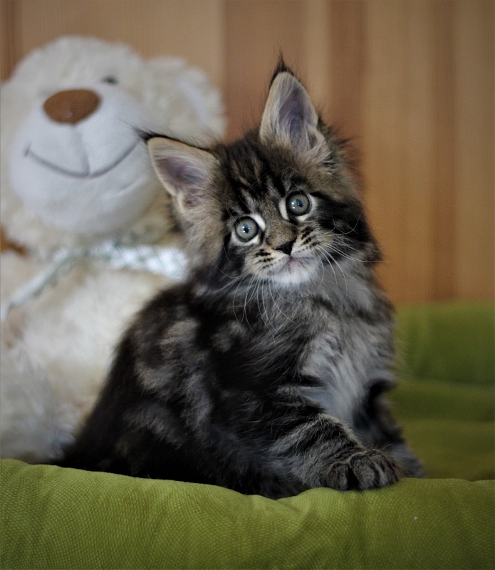 Baturin  Monterini - Кошеня мейн-кун 1 місяць 2 тижні