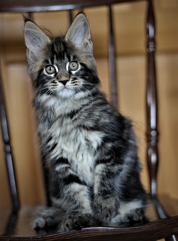 Baturin  Monterini - Кошеня мейн-кун 2 місяця 1 тиждень