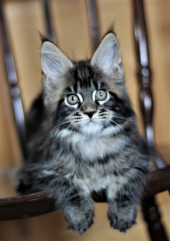 Baturin  Monterini - Кошеня мейн-кун 2 місяця 1 тиждень