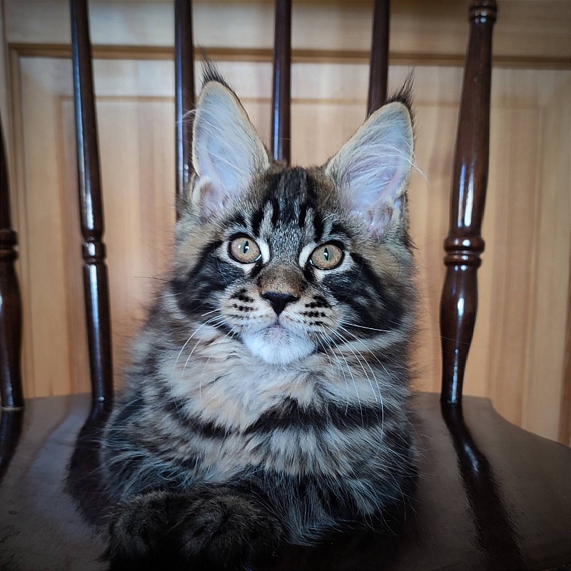 Baturin  Monterini - Кошеня мейн-кун 3 місяця 1,5 тиждень