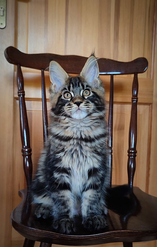 Baturin  Monterini - Кошеня мейн-кун 3 місяця 1,5 тиждень