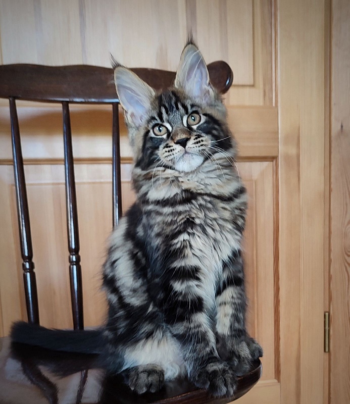 Baturin  Monterini - Кошеня мейн-кун 3 місяця 1,5 тиждень