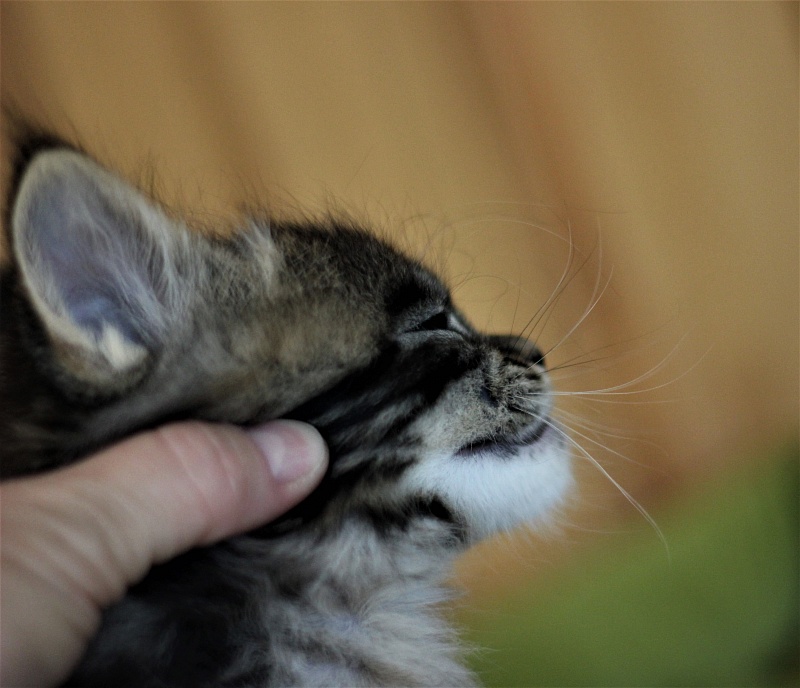 Baturin  Monterini - Кошеня мейн-кун 1 місяць 2 тижні