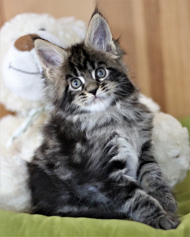 Baturin  Monterini - Кошеня мейн-кун 1 місяць 2 тижні