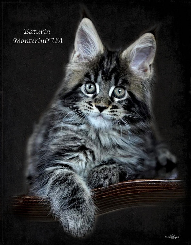 Baturin  Monterini - Кошеня мейн-кун 1 місяць 4 тижні