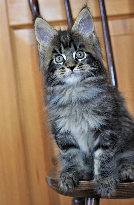 Baturin  Monterini - Кошеня мейн-кун 1 місяць 4 тижні