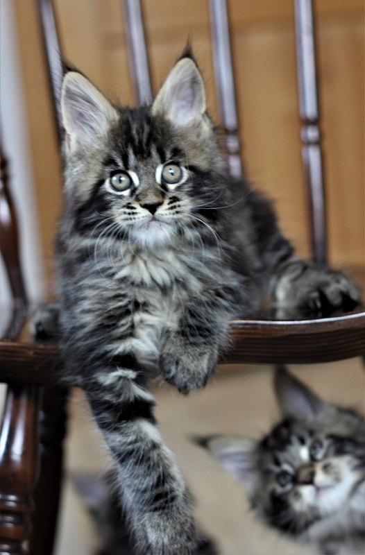 Baturin  Monterini - Кошеня мейн-кун 1 місяць 4 тижні