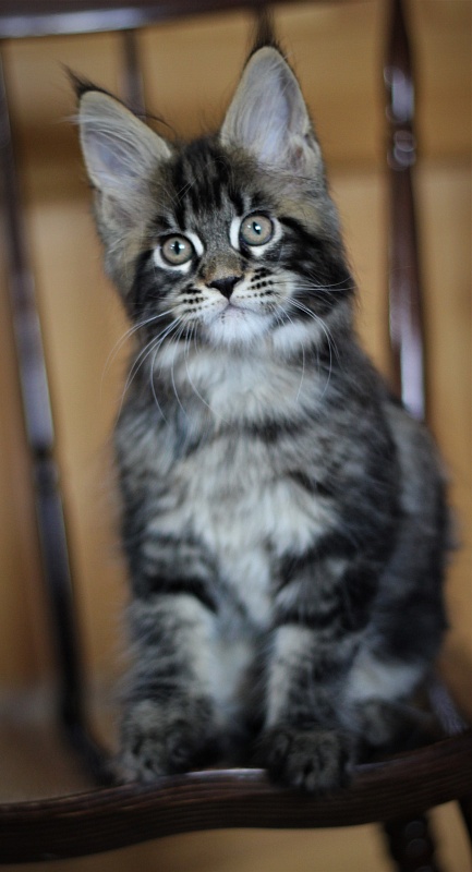 Baturin  Monterini - Кошеня мейн-кун 2 місяця 1 тиждень