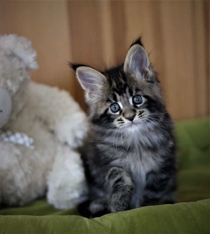 Bari Monterini - Кошеня мейн-кун 1 місяць 2 тижні