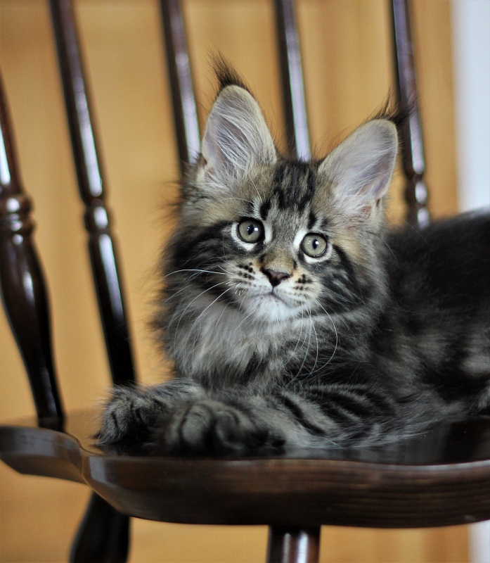 Bari Monterini - Кошеня мейн-кун 2 місяця 1 тиждень