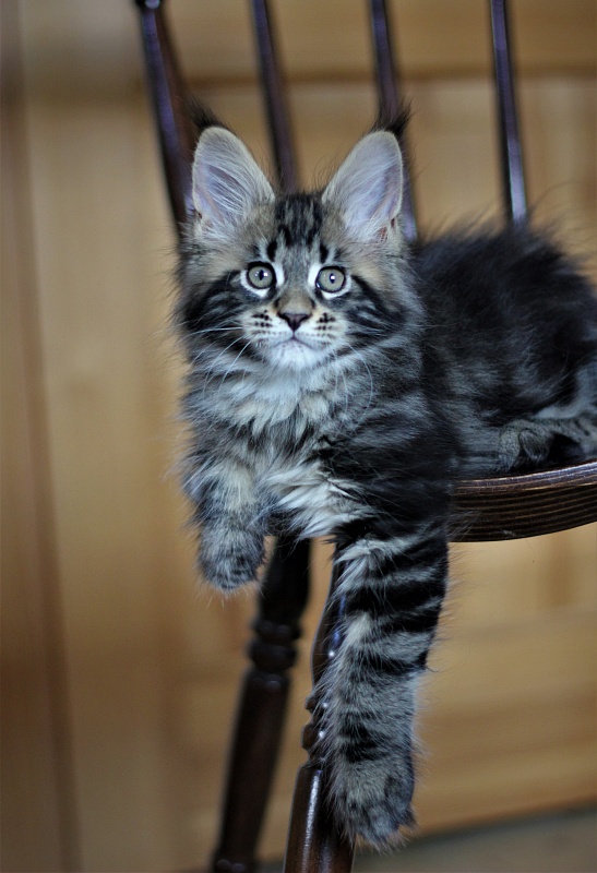 Bari Monterini - Кошеня мейн-кун 2 місяця 1 тиждень