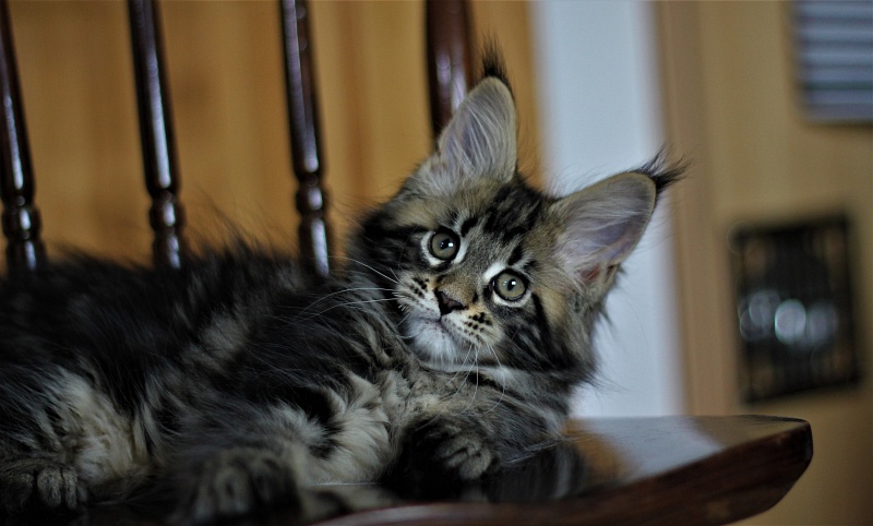 Bari Monterini - Кошеня мейн-кун 2 місяця 2,5 тижні