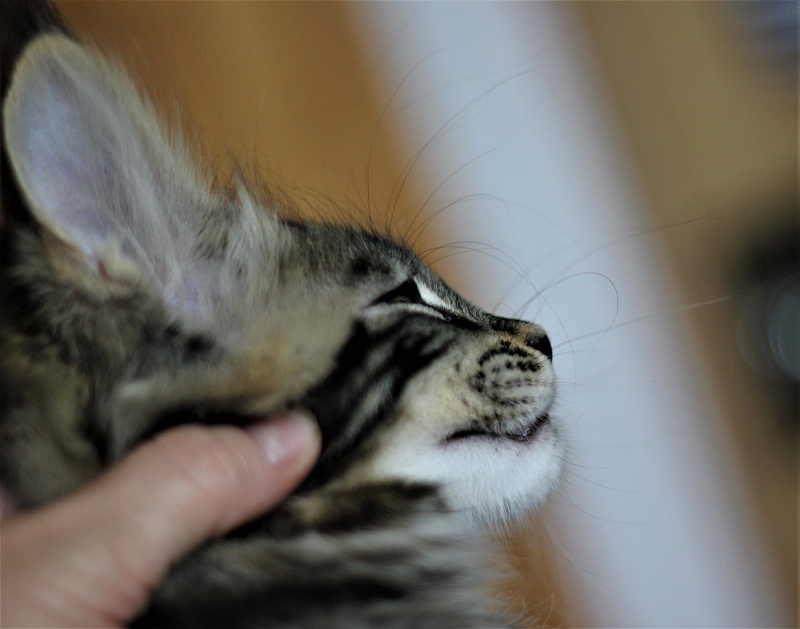 Bari Monterini - Кошеня мейн-кун 2 місяця 2,5 тижні