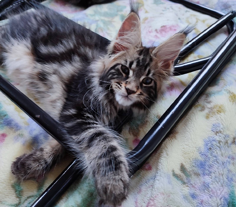 Bari Monterini - Кошеня мейн-кун 2 місяця 2,5 тижні