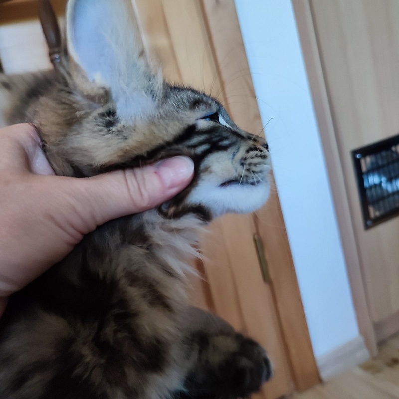 Bari Monterini - Кошеня мейн-кун 3 місяця 1,5 тиждень