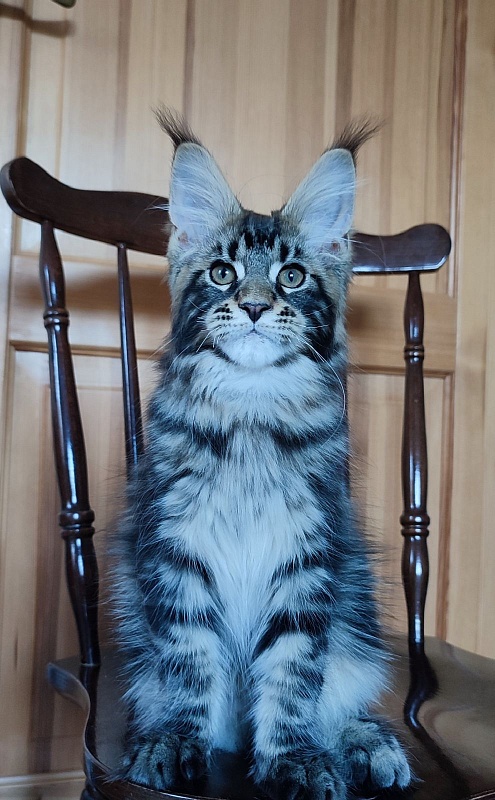 Bari Monterini - Кошеня мейн-кун 3 місяця 1,5 тиждень