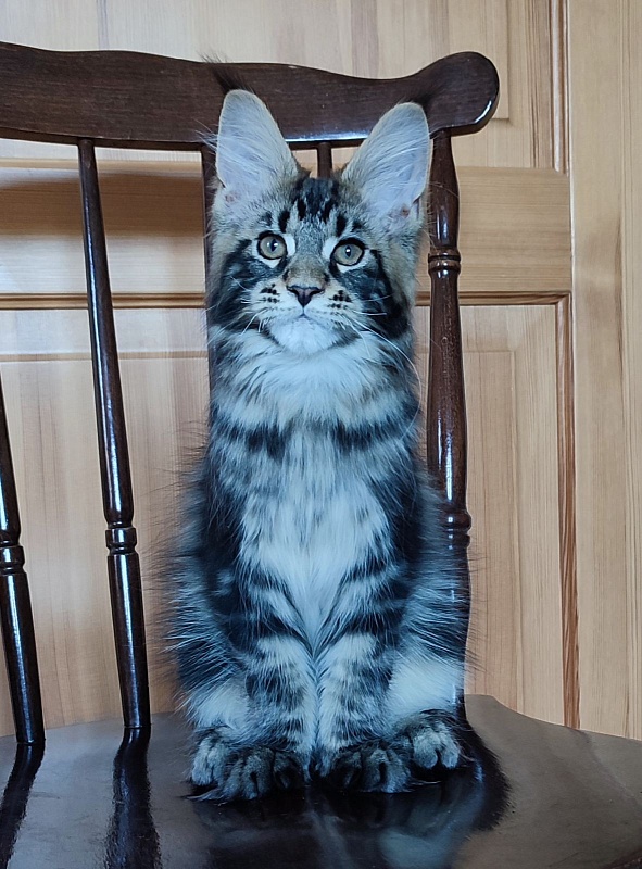 Bari Monterini - Кошеня мейн-кун 3 місяця 1,5 тиждень