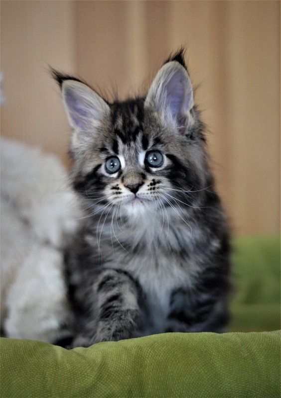 Bari Monterini - Кошеня мейн-кун 1 місяць 2 тижні