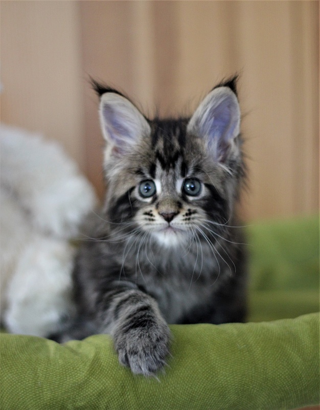 Bari Monterini - Кошеня мейн-кун 1 місяць 2 тижні