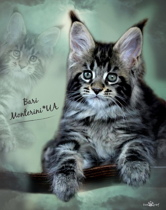 Bari Monterini - Кошеня мейн-кун 1 місяць 4 тижні