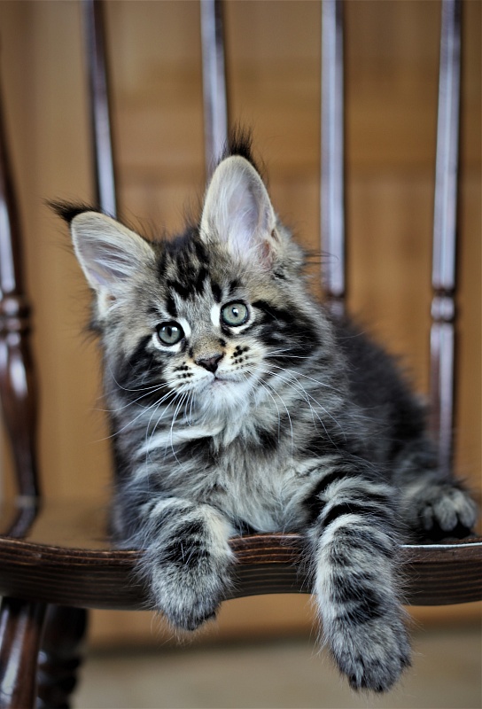 Bari Monterini - Кошеня мейн-кун 1 місяць 4 тижні