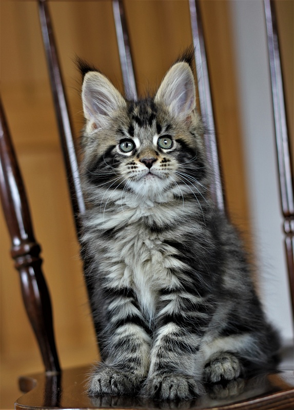 Bari Monterini - Кошеня мейн-кун 1 місяць 4 тижні