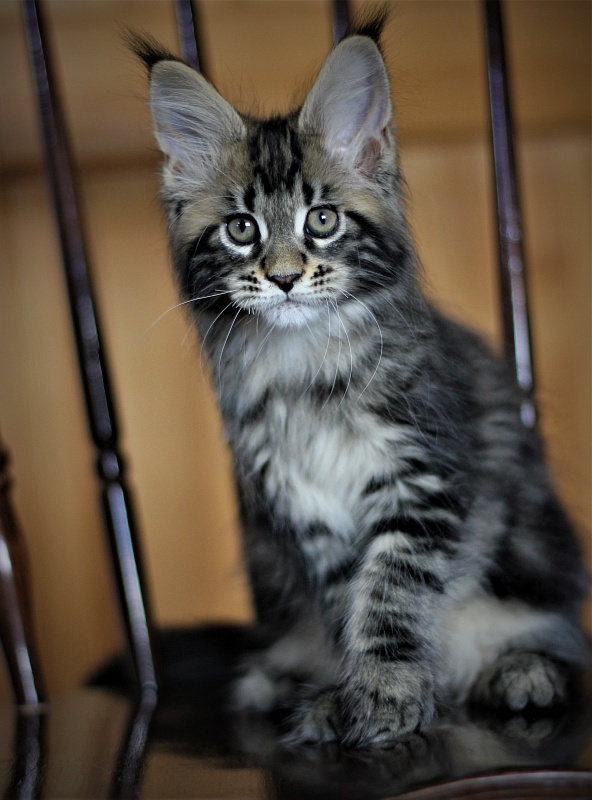 Bari Monterini - Кошеня мейн-кун 2 місяця 1 тиждень