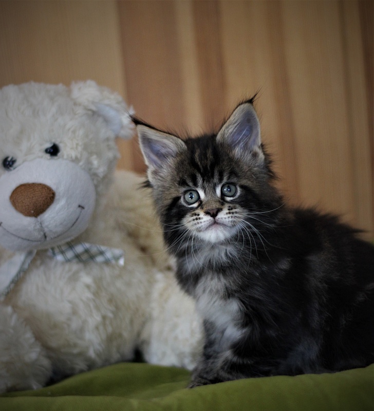 Bayraktar Monterini - Kitten maine-coon 1 month 2 weeks