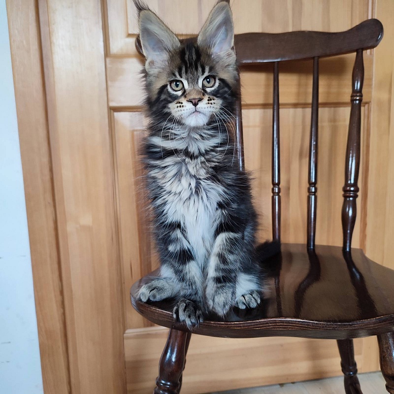 Bayraktar Monterini - Kitten maine-coon 2 months 2.5 weeks