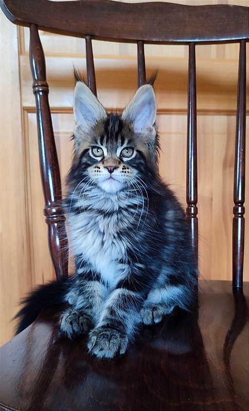 Bayraktar Monterini - Kitten maine-coon 2 months 2.5 weeks