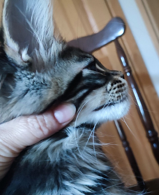 Bayraktar Monterini - Kitten maine-coon 3 months 1.5 week