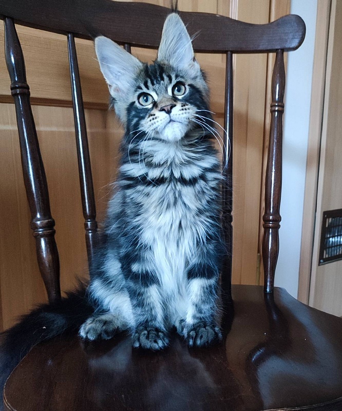 Bayraktar Monterini - Kitten maine-coon 3 months 1.5 week